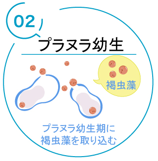 エダミドリイシの成長記録 2