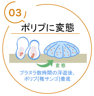 エダミドリイシの成長記録 3