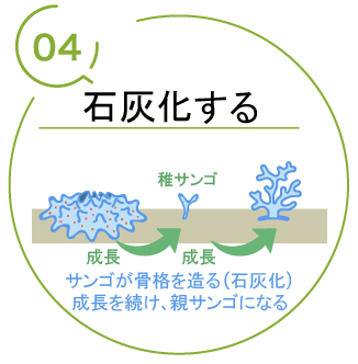 エダミドリイシの成長記録 4