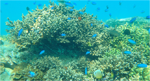 snorkeling-photo02.jpg
