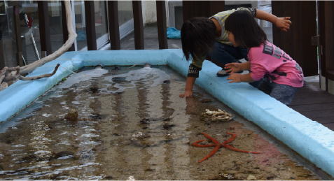 水族館のタッチングプールで生きものにふれあう様子