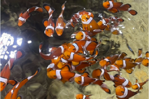 水族館 1