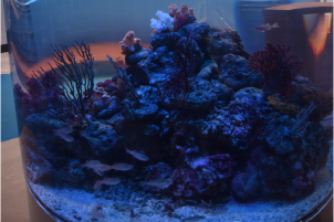 水族館 2