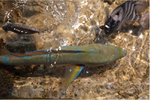 水族館 3