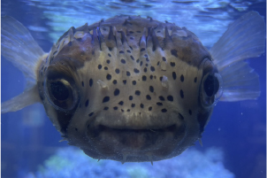 水族館 6